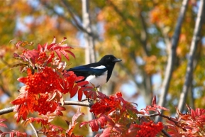 Картинки птицы осенью (45 фото)